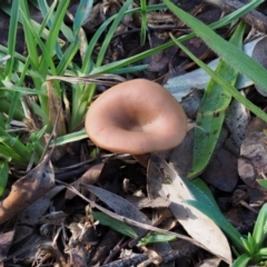 Clitocybe s. l. at Latham, ACT - 24 Jun 2020