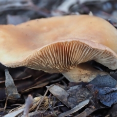 Unidentified Cap on a stem; gills below cap [mushrooms or mushroom-like] at Latham, ACT - 24 Jun 2020 by Caric
