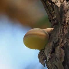 Laetiporus portentosus (White Punk) at Latham, ACT - 25 Jun 2020 by Caric