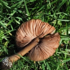 Volvopluteus gloiocephalus (Big Sheath Mushroom) at Umbagong District Park - 26 Jun 2020 by Caric