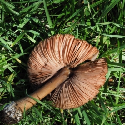 Volvopluteus gloiocephalus (Big Sheath Mushroom) at Latham, ACT - 26 Jun 2020 by Caric