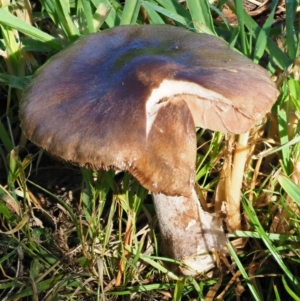 Volvopluteus gloiocephalus at Latham, ACT - 26 Jun 2020