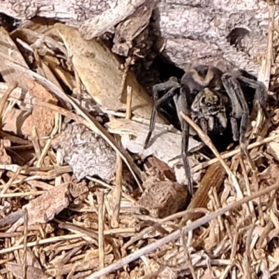 Lycosidae (family) (Unidentified wolf spider) at Holt, ACT - 11 Aug 2020 by Kurt