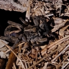 Lycosidae (family) at Molonglo River Reserve - 11 Aug 2020