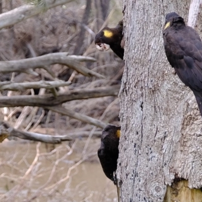 Zanda funerea (Yellow-tailed Black-Cockatoo) at Lower Molonglo - 11 Aug 2020 by Kurt