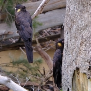 Zanda funerea at Molonglo River Reserve - 11 Aug 2020