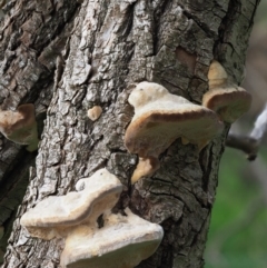 zz Polypore (shelf/hoof-like) at Latham, ACT - 27 Jun 2020 by Caric