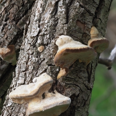 zz Polypore (shelf/hoof-like) at Latham, ACT - 27 Jun 2020 by Caric