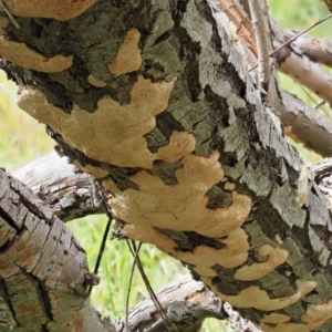 zz flat polypore - white(ish) at Latham, ACT - 27 Jun 2020