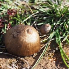 Unidentified Cap on a stem; gills below cap [mushrooms or mushroom-like] at Umbagong District Park - 2 Jul 2020 by Caric