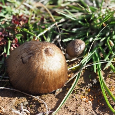 Unidentified Cap on a stem; gills below cap [mushrooms or mushroom-like] at Macgregor, ACT - 2 Jul 2020 by Caric
