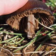 Unverified at suppressed - suppressed