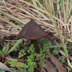 Entoloma sp. (Entoloma) at Latham, ACT - 26 Jun 2020 by Caric