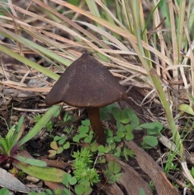 Entoloma sp. (Entoloma) at Umbagong District Park - 26 Jun 2020 by Caric