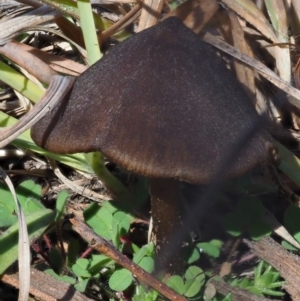 Entoloma sp. at Latham, ACT - 26 Jun 2020