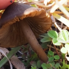 Entoloma sp. at Latham, ACT - 26 Jun 2020