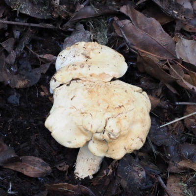 zz agaric (stem; gills white/cream) at Macgregor, ACT - 11 Jul 2020 by Caric