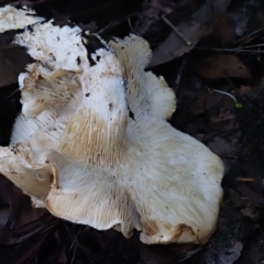 zz agaric (stem; gills white/cream) at Macgregor, ACT - 11 Jul 2020