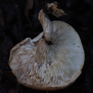 zz agaric (stem; gills white/cream) at Macgregor, ACT - 11 Jul 2020 04:44 PM