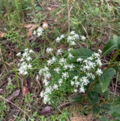 Poranthera corymbosa (Clustered Poranthera) at Ulladulla, NSW - 10 Aug 2020 by margotallatt