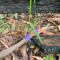 Lobelia dentata/gibbosa (Lobelia dentata or gibbosa) at Ulladulla, NSW - 10 Aug 2020 by margotallatt