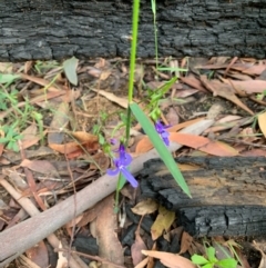  at Ulladulla Wildflower Reserve - 10 Aug 2020 by margotallatt