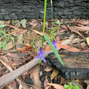 Lobelia dentata/gibbosa at Ulladulla, NSW - 10 Aug 2020 03:18 PM