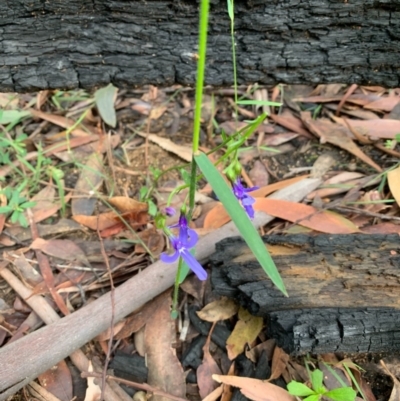 Lobelia dentata/gibbosa (Lobelia dentata or gibbosa) at Ulladulla, NSW - 10 Aug 2020 by margotallatt