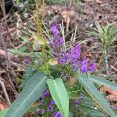 Hardenbergia violacea (False Sarsaparilla) at Ulladulla, NSW - 10 Aug 2020 by margotallatt