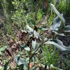 Lomatia ilicifolia (Holly Lomatia) at Ulladulla Wildflower Reserve - 5 Aug 2020 by margotallatt