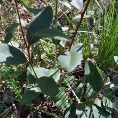 Lomatia ilicifolia at Ulladulla, NSW - 5 Aug 2020