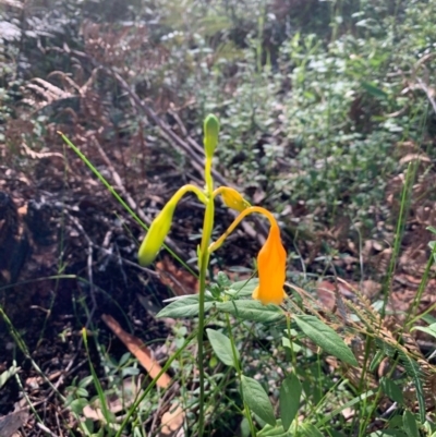 Blandfordia nobilis (Christmas Bells) at Ulladulla Wildflower Reserve - 5 Aug 2020 by margotallatt