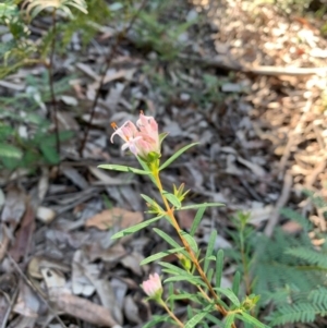 Pimelea linifolia at Ulladulla, NSW - 5 Aug 2020