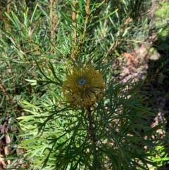 Isopogon anemonifolius (Common Drumsticks) at Ulladulla Wildflower Reserve - 5 Aug 2020 by margotallatt