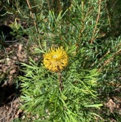 Isopogon anemonifolius at Ulladulla, NSW - 5 Aug 2020