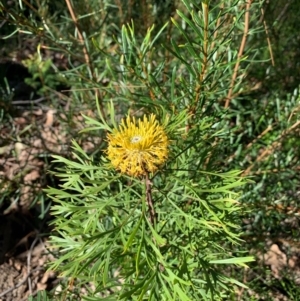 Isopogon anemonifolius at Ulladulla, NSW - 5 Aug 2020