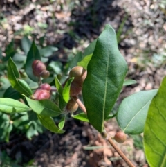 Syncarpia glomulifera subsp. glomulifera (Turpentine) at Ulladulla Wildflower Reserve - 5 Aug 2020 by margotallatt