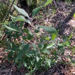 Syncarpia glomulifera subsp. glomulifera at Ulladulla, NSW - 5 Aug 2020 02:21 PM