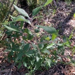 Syncarpia glomulifera subsp. glomulifera at Ulladulla, NSW - 5 Aug 2020