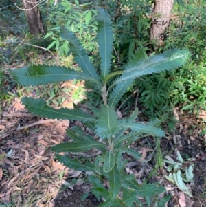 Banksia serrata at Ulladulla, NSW - 5 Aug 2020