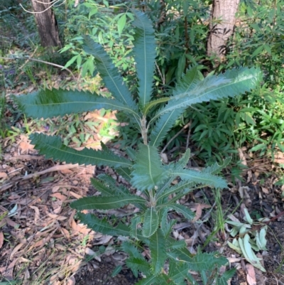 Banksia serrata (Saw Banksia) at Ulladulla Wildflower Reserve - 5 Aug 2020 by margotallatt