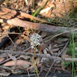 Stackhousia monogyna at Ulladulla, NSW - 5 Aug 2020