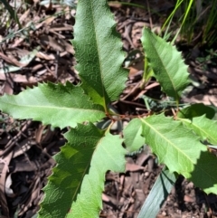 Lomatia ilicifolia (Holly Lomatia) at Ulladulla Wildflower Reserve - 5 Aug 2020 by margotallatt