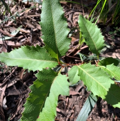 Lomatia ilicifolia (Holly Lomatia) at Ulladulla, NSW - 5 Aug 2020 by margotallatt