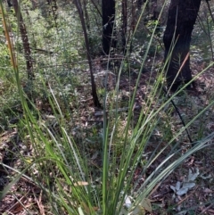 Gahnia sp. at Ulladulla Wildflower Reserve - 5 Aug 2020 by margotallatt