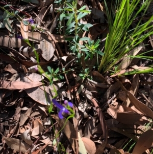 Lobelia sp. at Ulladulla Wildflower Reserve - 5 Aug 2020 02:01 PM