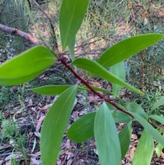 Persoonia levis (Broad-leaved Geebung) at Ulladulla, NSW - 5 Aug 2020 by margotallatt