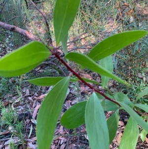 Persoonia levis at Ulladulla, NSW - 5 Aug 2020