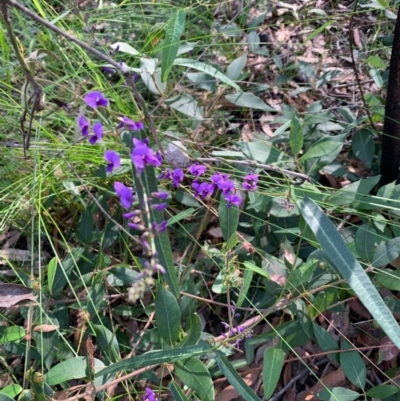 Hardenbergia violacea (False Sarsaparilla) at Ulladulla, NSW - 5 Aug 2020 by margotallatt