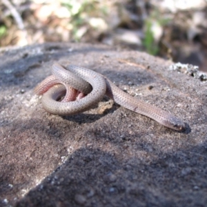 Aprasia parapulchella at West Albury, NSW - suppressed